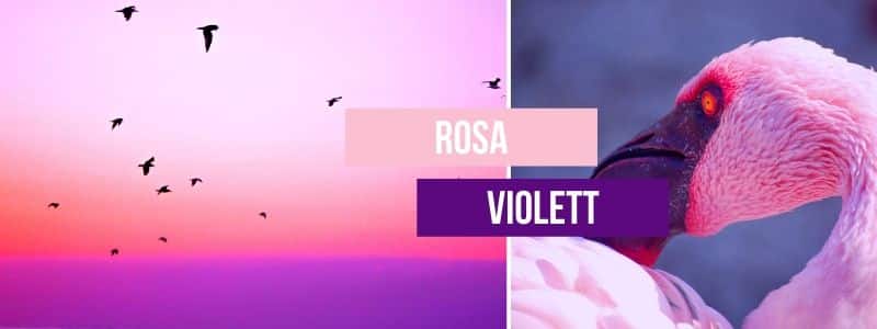 Imagebild mit zwei Feldern in Rosa und Violett.