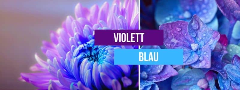 violett-blau-kombinieren