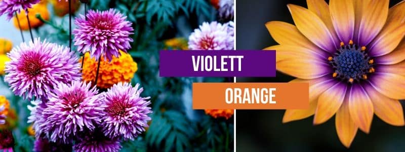 Violett-Orange-Kombinieren